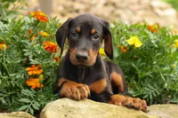 DIESEL, a male Doberman Pinscher for sale in Baltic, OH – 9 of 10