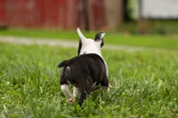 BONNIE, a female Frenchton for sale in Baltic, OH – 4 of 10