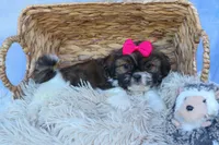 STELLA, a female Shih Tzu for sale in Baltic, OH – 10 of 10