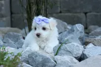 PENNY, a female Maltese for sale in Baltic, OH – 9 of 10