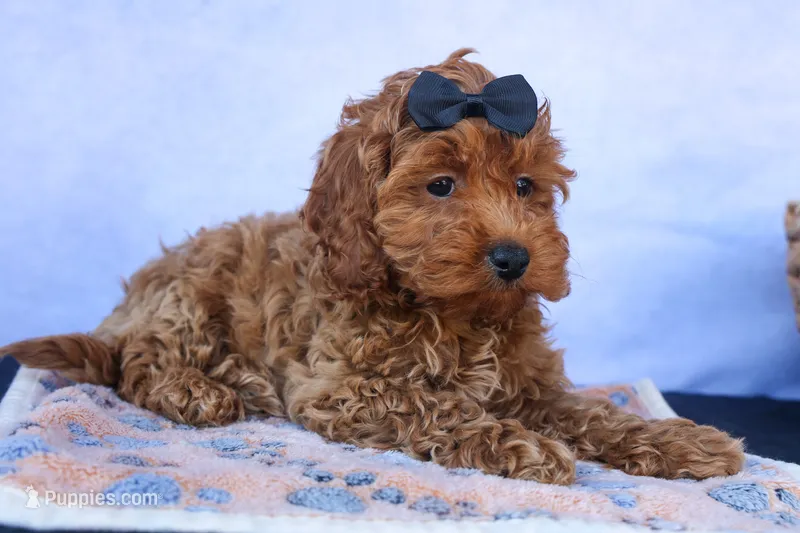 ROMEO – Cavapoo puppy for sale in Baltic, OH