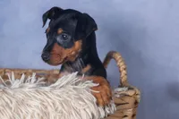 ANNIE, a female Miniature Pinscher for sale in Baltic, OH – Photo 3 of 6