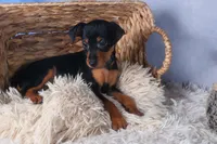ANNIE, a female Miniature Pinscher for sale in Baltic, OH – Photo 5 of 6