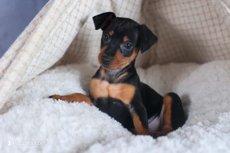 ANNIE – Miniature Pinscher puppy for sale in Baltic, OH