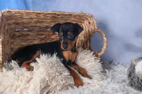 ANNIE, a female Miniature Pinscher for sale in Baltic, OH – Photo 6 of 6