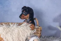 ANNIE, a female Miniature Pinscher for sale in Baltic, OH – Photo 4 of 6