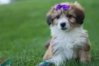 NELLY, a female Pembroke Welsh Corgi and Poodle - Miniature  for sale in Baltic, OH – 4 of 10
