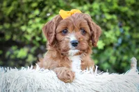 MAXY, a male Cavapoo for sale in Baltic, OH – 6 of 10