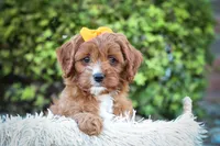 MAXY, a male Cavapoo for sale in Baltic, OH – 7 of 10