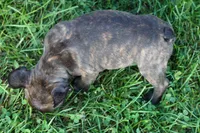 MISTY, a male Frenchton for sale in Baltic, OH – 2 of 10
