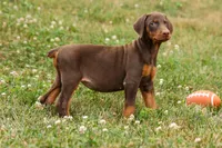 DOLLY, a female Doberman Pinscher for sale in Baltic, OH – 4 of 10