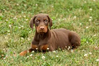 DASHER, a male Doberman Pinscher for sale in Baltic, OH – 5 of 10
