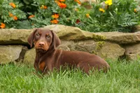 DASHER, a male Doberman Pinscher for sale in Baltic, OH – 7 of 10