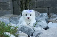 PENNY, a female Maltese for sale in Baltic, OH – 7 of 10