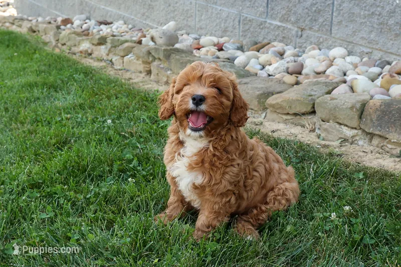NELLIE – Cavapoo puppy for sale in Baltic, OH