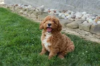 NELLIE, a female Cavapoo for sale in Baltic, OH – 1 of 9