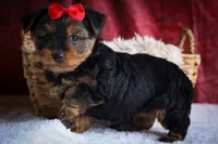 DOC, a male Yorkshire Terrier for sale in Baltic, OH – 3 of 10