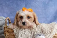 ROMEO, a male Cavachon for sale in Baltic, OH – 7 of 10
