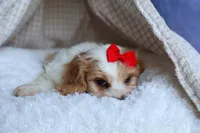 ROSCOE, a male Cavachon for sale in Baltic, OH – 5 of 10