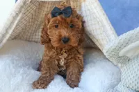 ROMEO, a male Cavapoo for sale in Baltic, OH – 3 of 10