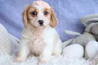 RHODA, a female Cavachon for sale in Baltic, OH – 10 of 10