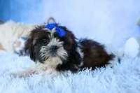 RANDY, a male Shih Tzu for sale in Baltic, OH – 8 of 9