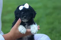 OWEN, a male Havapoo for sale in Baltic, OH – 5 of 10