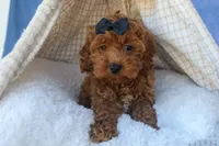 ROMEO, a male Cavapoo for sale in Baltic, OH – 8 of 10