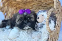 SADIE, a female Shih Tzu for sale in Baltic, OH – 7 of 10