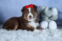 ELVIS, a male Miniature American Shepherd for sale in Baltic, OH – Photo 6 of 10
