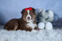 ELVIS, a male Miniature American Shepherd for sale in Baltic, OH – Photo 4 of 10