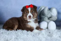 ELVIS, a male Miniature American Shepherd for sale in Baltic, OH – Photo 5 of 10