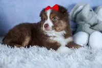 ELVIS, a male Miniature American Shepherd for sale in Baltic, OH – Photo 7 of 10