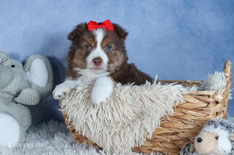 ELVIS – Miniature American Shepherd puppy for sale in Baltic, OH