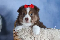 ELVIS, a male Miniature American Shepherd for sale in Baltic, OH – Photo 8 of 10