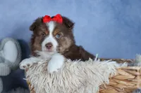 ELVIS, a male Miniature American Shepherd for sale in Baltic, OH – Photo 3 of 10