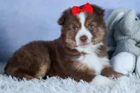 ELVIS, a male Miniature American Shepherd for sale in Baltic, OH – Photo 1 of 10