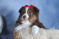ELVIS, a male Miniature American Shepherd for sale in Baltic, OH – Photo 2 of 10