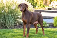 PENNY, a female Doberman Pinscher for sale in Baltic, OH – 9 of 9