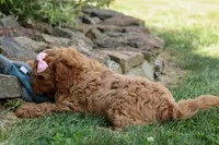 NELLIE, a female Cavapoo for sale in Baltic, OH – 6 of 9