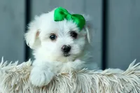 PACO, a male Maltese for sale in Baltic, OH – 6 of 9