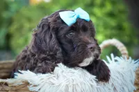 COCO, a male Cavapoo for sale in Baltic, OH – 8 of 10