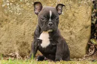BUDDY, a male Frenchton for sale in Baltic, OH – 9 of 10