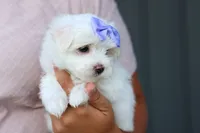 PENNY, a female Maltese for sale in Baltic, OH – 10 of 10