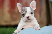 MARLEY, a male Frenchton for sale in Baltic, OH – 5 of 10