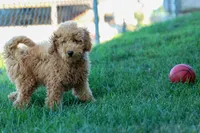 MAX, a male Miniature Goldendoodle for sale in Baltic, OH – 9 of 10