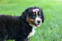 SALLY, a female Bernese Mountain Dog for sale in Baltic, OH – 7 of 10