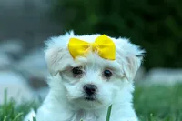 PEBBLES, a female Maltese for sale in Baltic, OH – 7 of 10