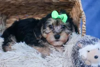 MERLE, a male Bichon Frise and Yorkshire Terrier for sale in Baltic, OH – Photo 5 of 8