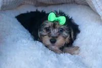 MERLE, a male Bichon Frise and Yorkshire Terrier for sale in Baltic, OH – Photo 3 of 8